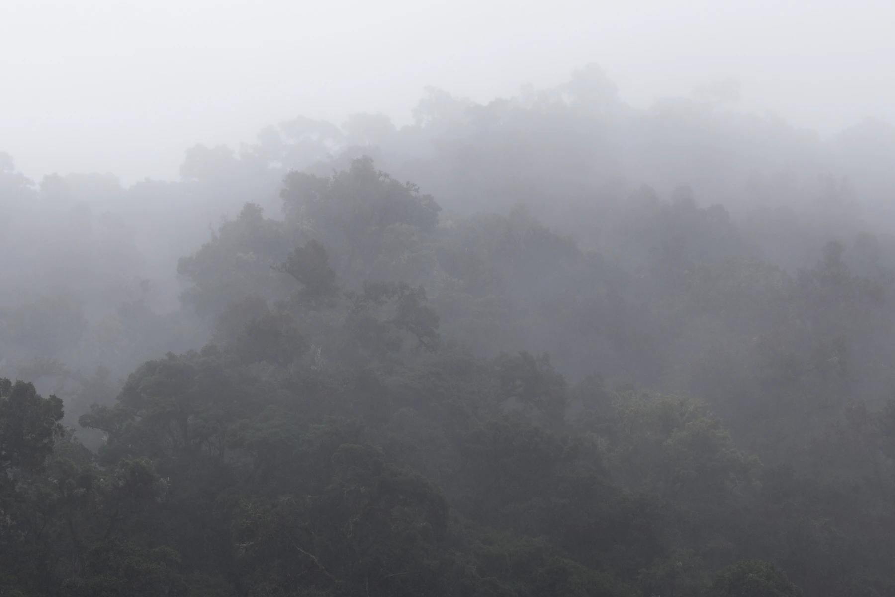 Silhouetten des Bergwaldes von San Gerardo de Dota in dichtem Nebel