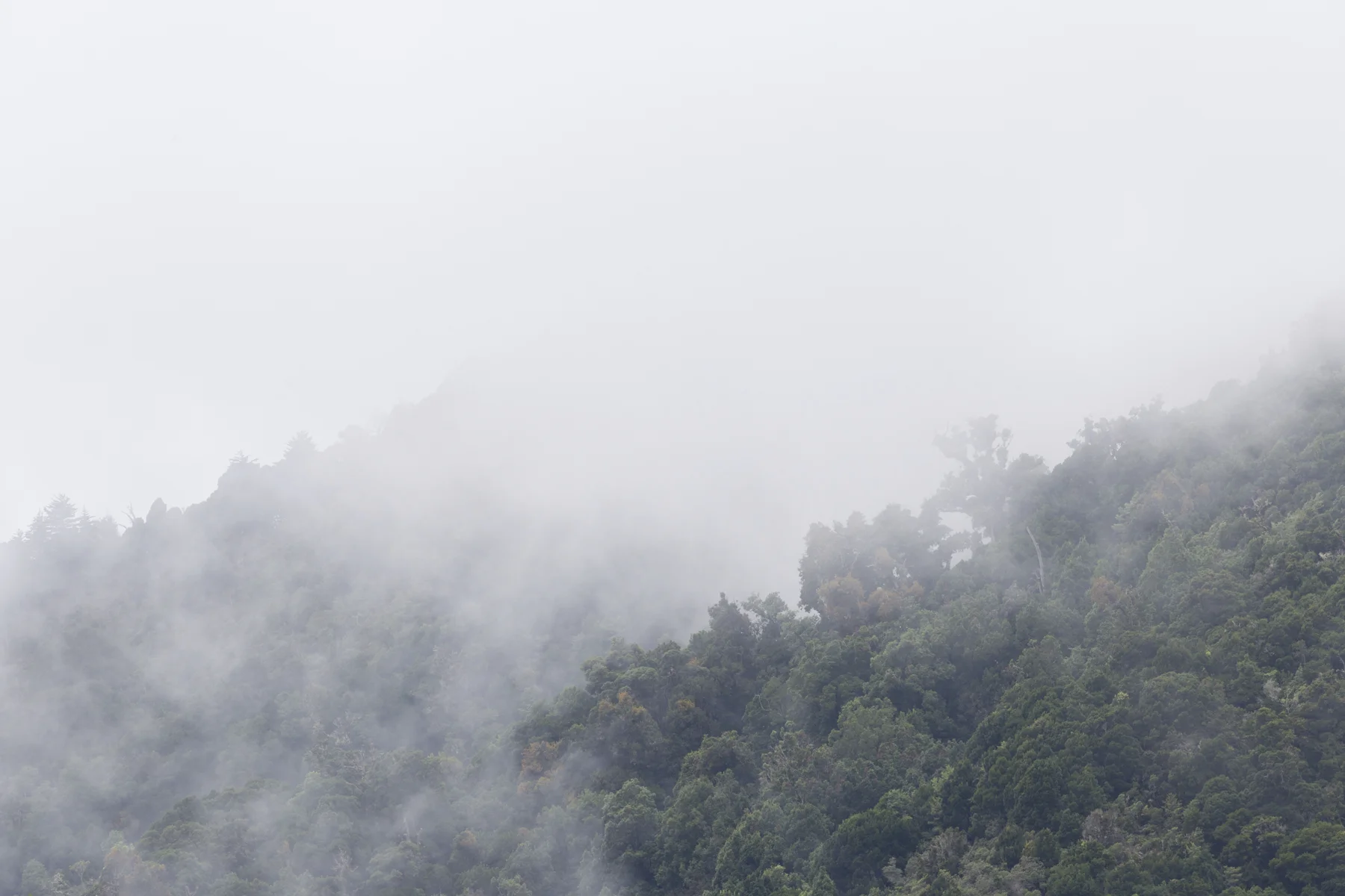 Wolken ziehen durch die Hügel des Bergwaldes in San Gerardo de Dota