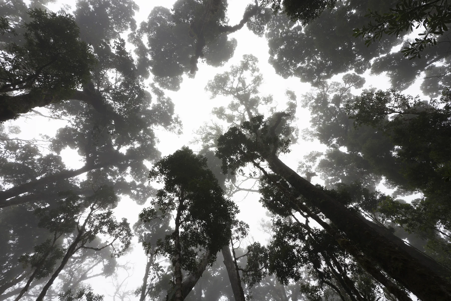 Blick nach oben in den düsteren Nebelwald von San Gerardo de Dota