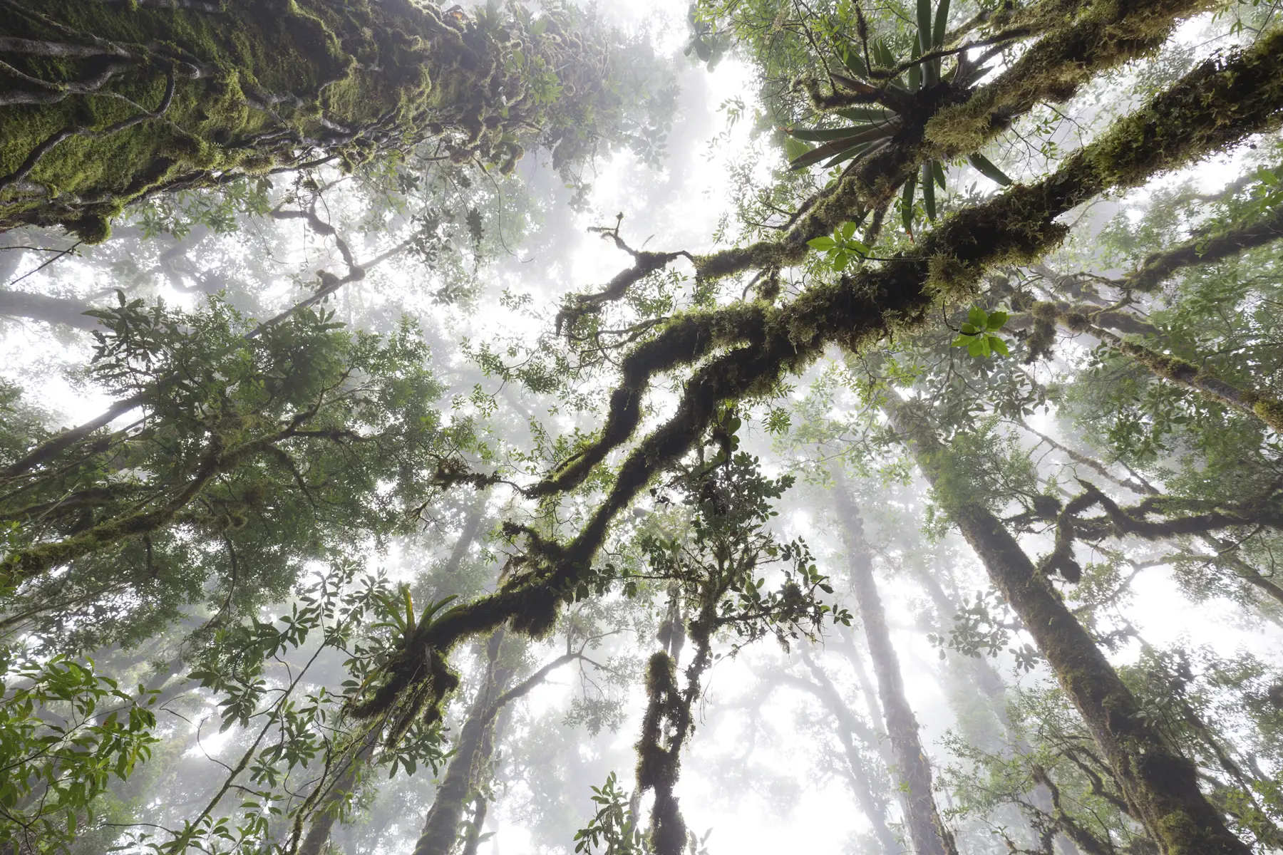 Blick nach oben in den überwucherten Nebelwald von San Gerardo de Dota
