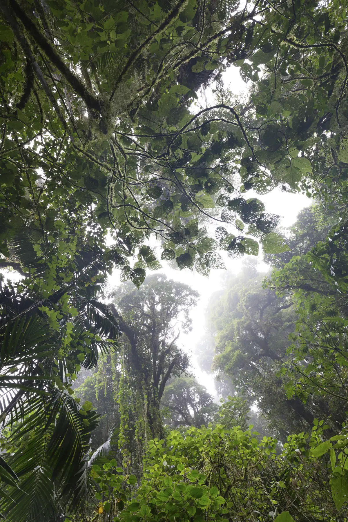 Blick in den Nebelwald von San Gerardo de Dota 2/3