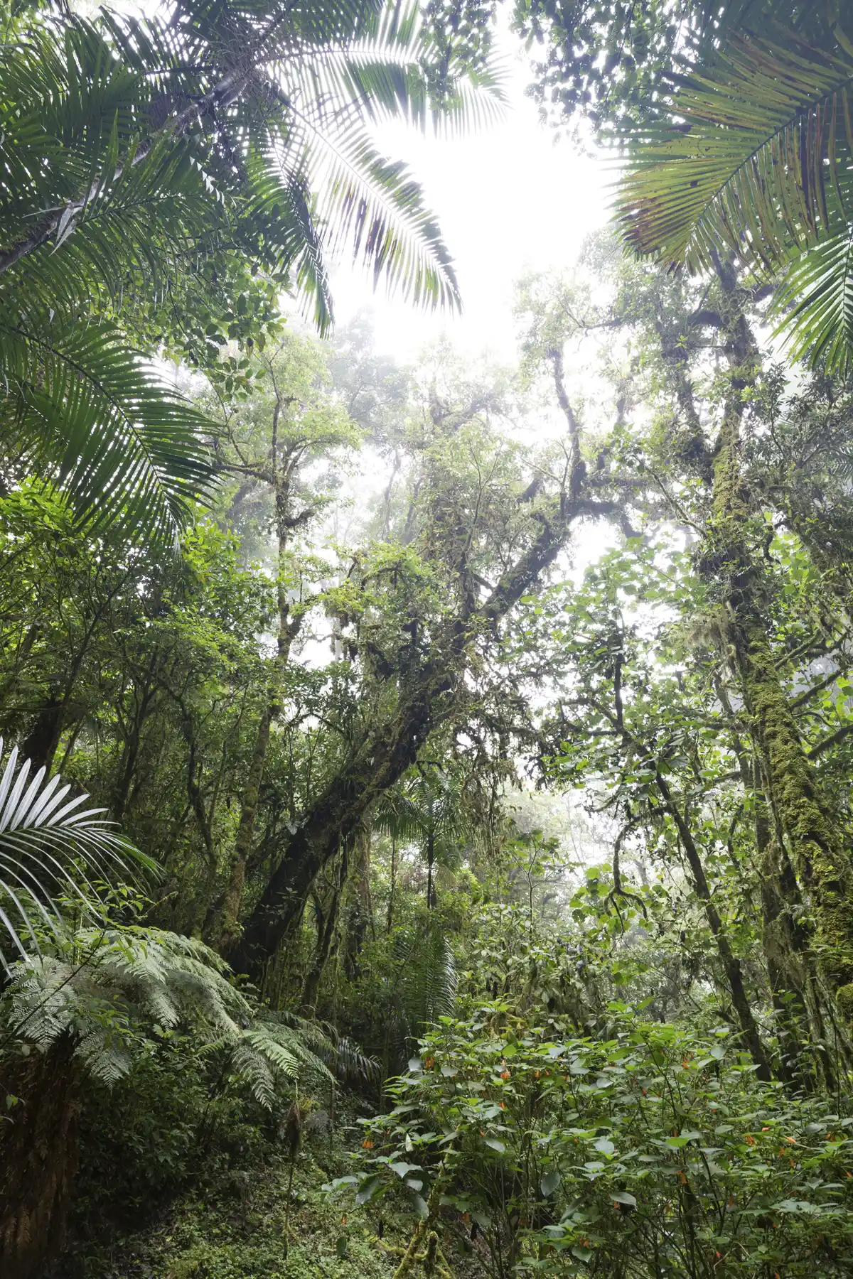 Blick in den Nebelwald von San Gerardo de Dota 3/3