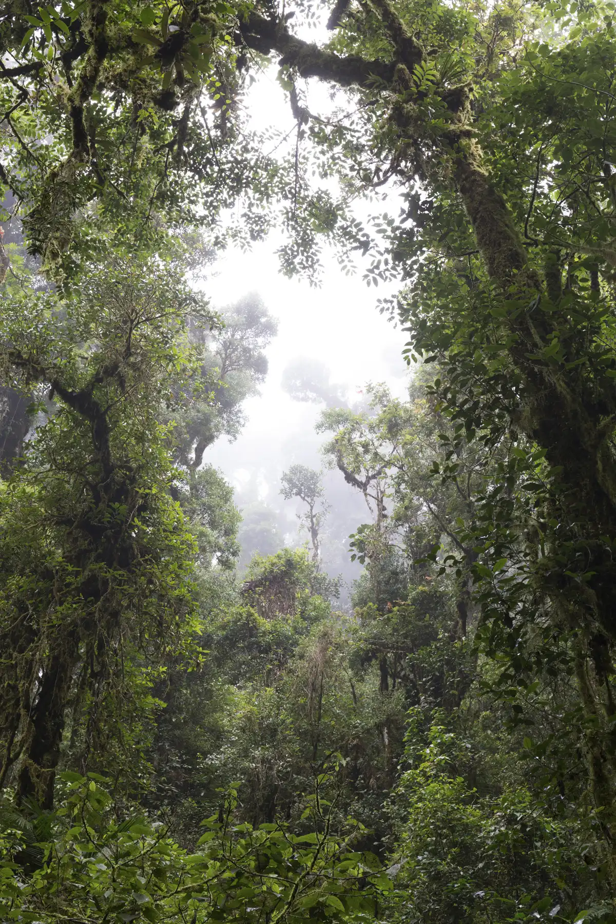 Blick in den Nebelwald von San Gerardo de Dota 1/3