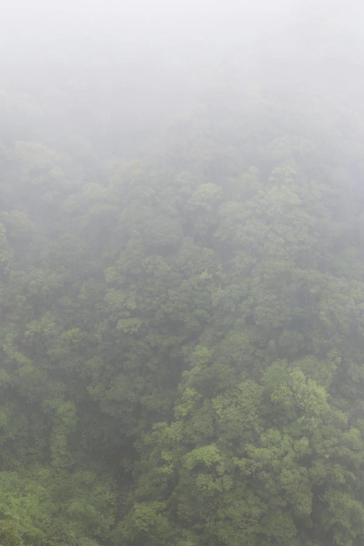 Nebelwald von Monteverde 2/3