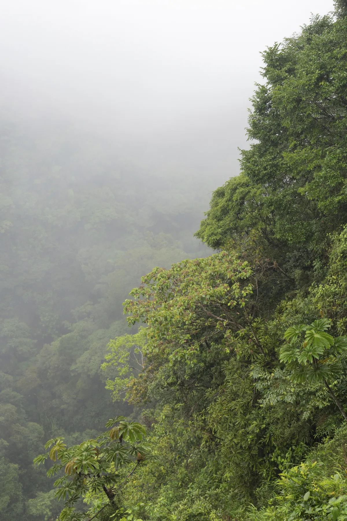 Nebelwald von Monteverde 3/3