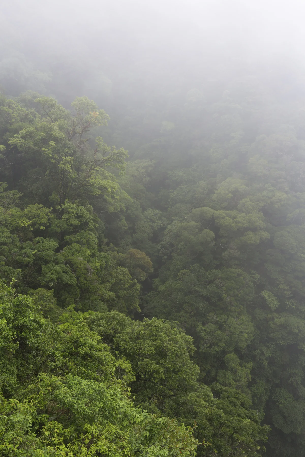 Nebelwald von Monteverde 1/3