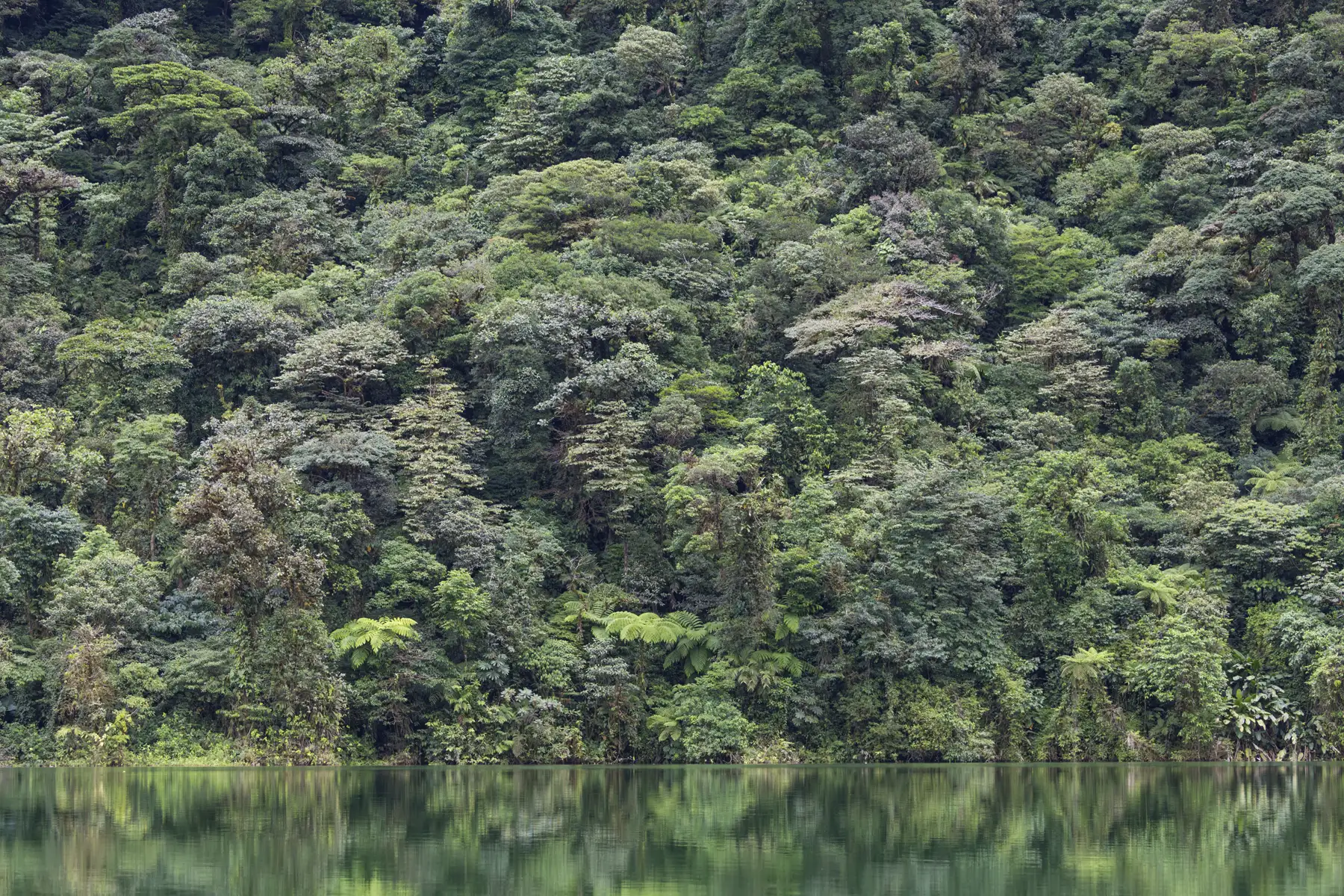Üppiger Regenwald spiegelt sich in Vulkansee